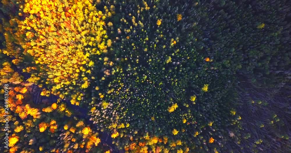 Top aerial ascending and spinning view of the autumn forest and Columbe river flowing among the trees. Sikhote-Alin Nature Reserve for the endangered Siberian tiger founded in 1935 in Russia Top aerial ascending and spinning view of the autumn forest and Columbe river flowing among the trees. Sikhote-Alin Nature Reserve for the endangered Siberian tiger founded in 1935 in Russia