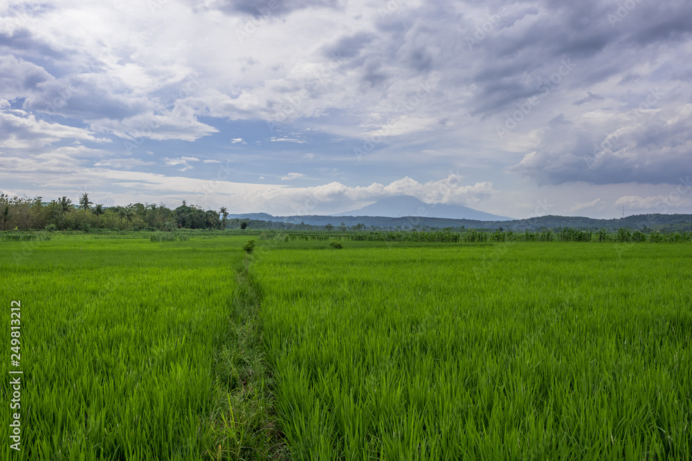 Green paddy field and blue sky, Indonesia