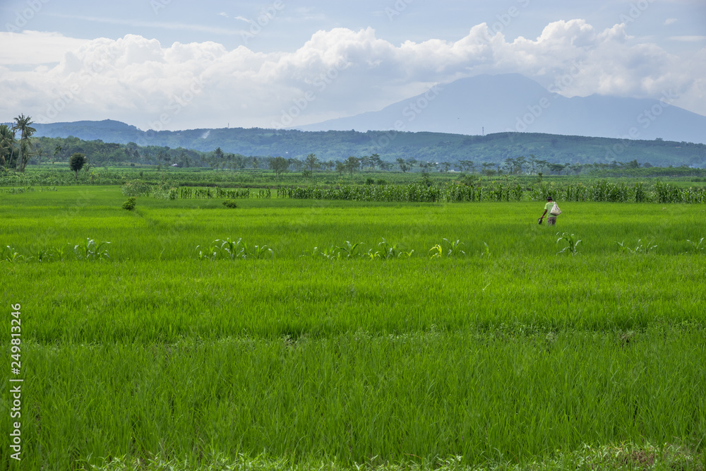 Landscape with green field and blue sky