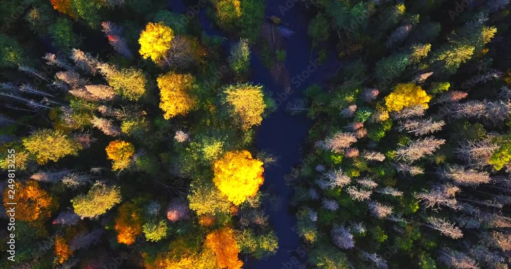 Great top zooming in descending aerial view of the autumn forest and Columbe river flowing among the trees. Sikhote-Alin Nature Reserve for the endangered Siberian tiger founded in 1935 in Russia Great top zooming in descending aerial view of the autumn forest and Columbe river flowing among the trees. Sikhote-Alin Nature Reserve for the endangered Siberian tiger founded in 1935 in Russia