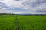 Green paddy field and blue sky, Indonesia