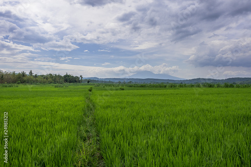 Green paddy field and blue sky  Indonesia