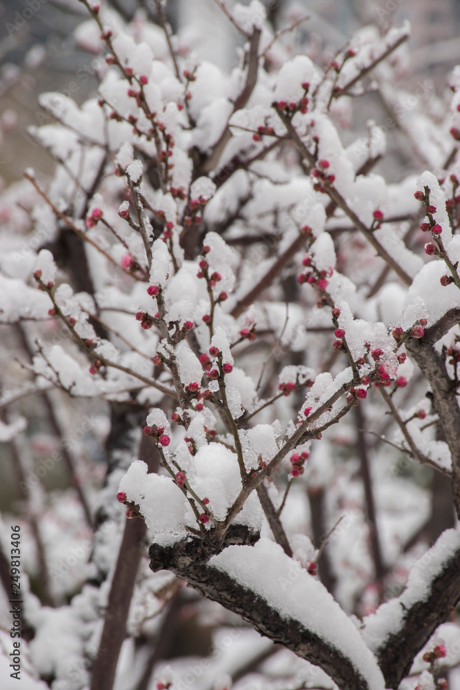 cherry bloom in snow shanghai china