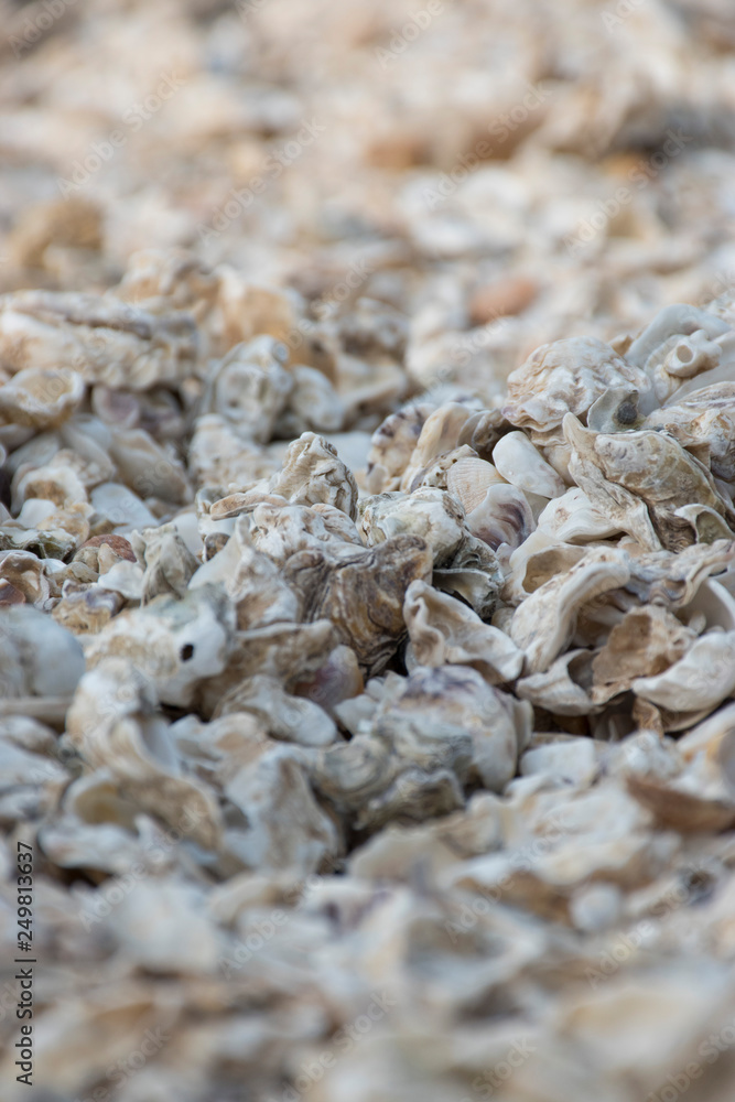 sea shells on the beach sea shells on the beach
