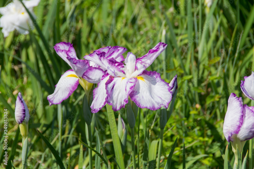 庄内緑地公園の花菖蒲/愛知県名古屋市 庄内緑地公園の花菖蒲/愛知県名古屋市