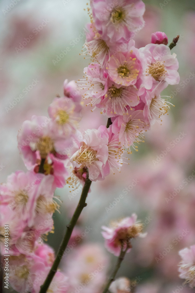 cherry blossom in chinese garden
