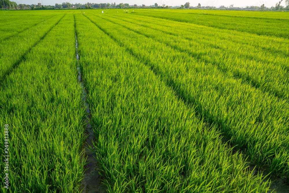 Green rows of rice plantations on the fields of Hoi An, Vietnam Green rows of rice plantations on the fields of Hoi An, Vietnam