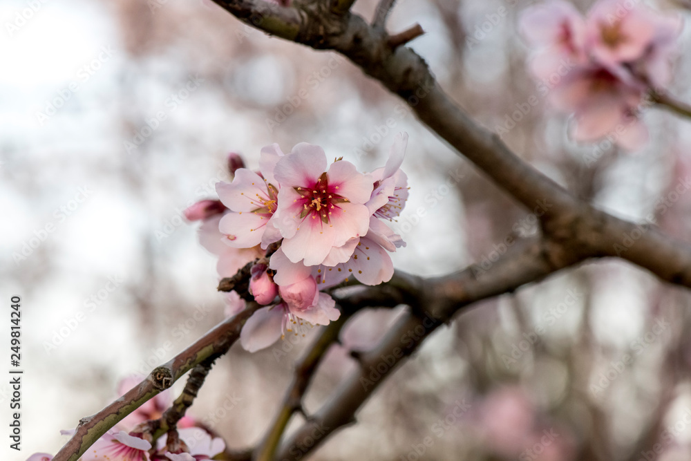 Flor del almendro, preciosos colores atardecer en primavera floración de la  almendra Stock Photo | Adobe Stock