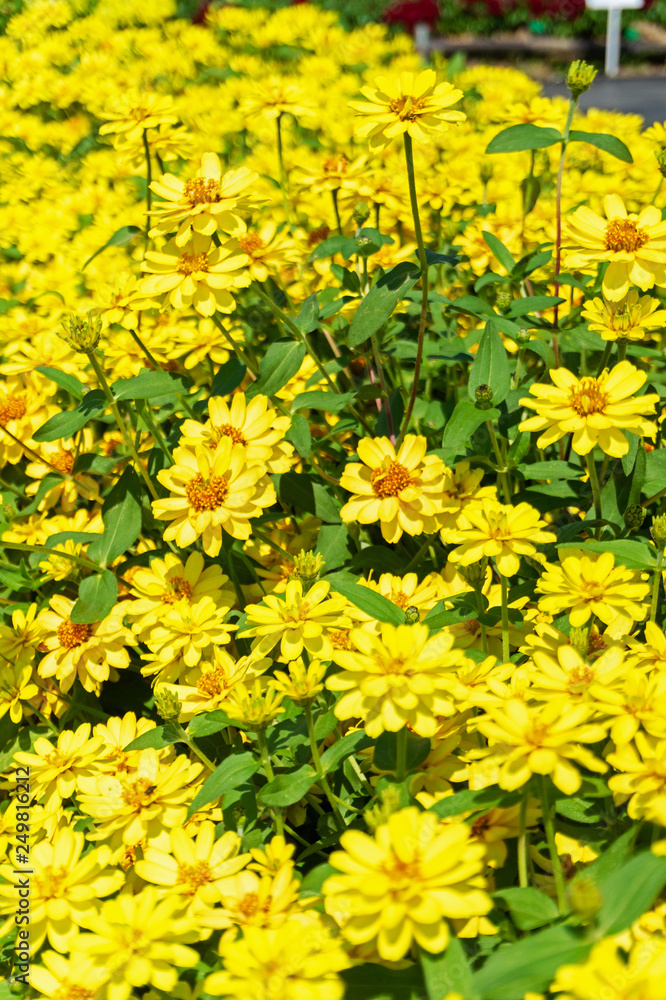 field of yellow Zinnia violacea Cav flowers field of yellow Zinnia violacea Cav flowers