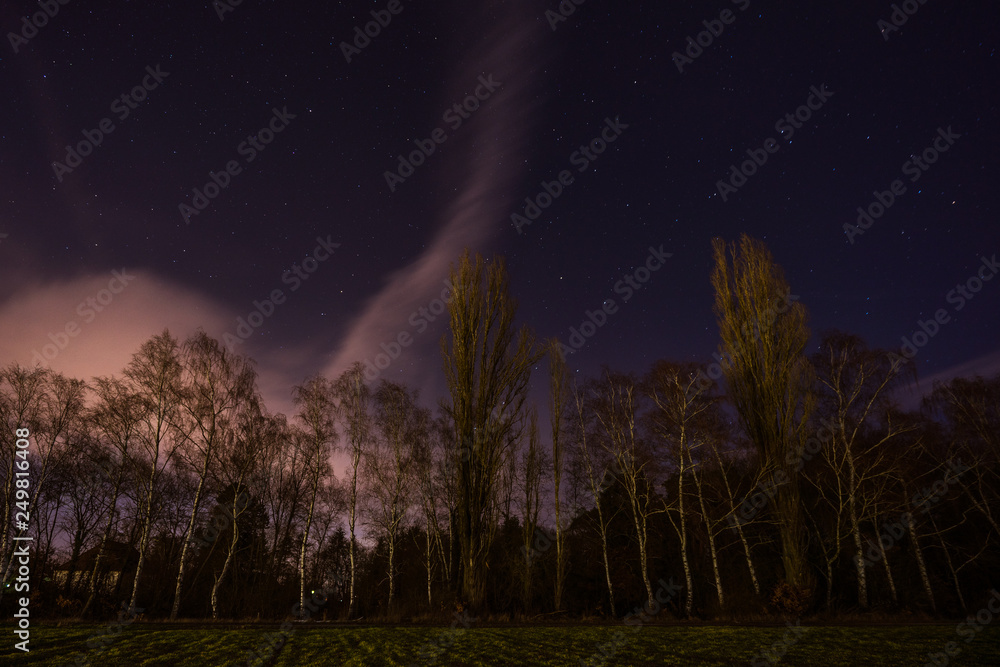 Birken bei Nacht