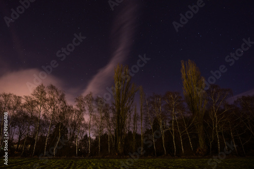 Birken bei Nacht © Joachim Berninger