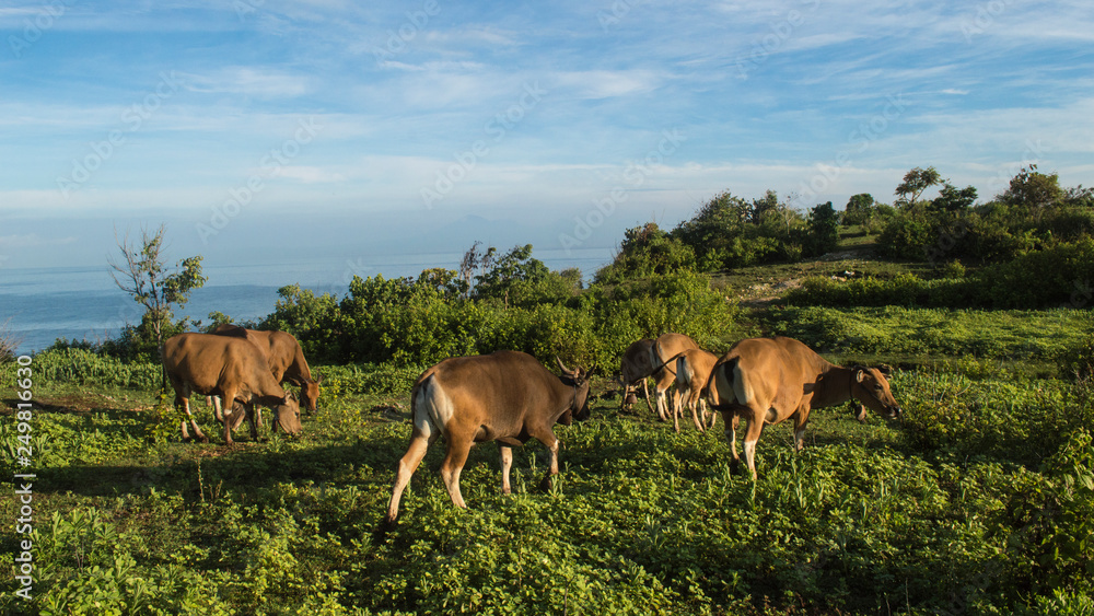 brown cattle in jungle of indonesia with sea landscape