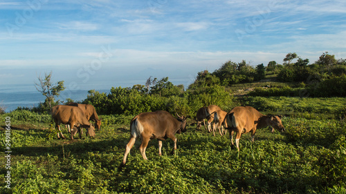 brown cattle in jungle of indonesia with sea landscape © Milungaaa