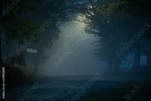 misty forest at night
