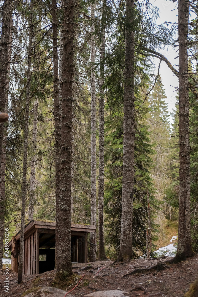 Hut in forest Hut in forest