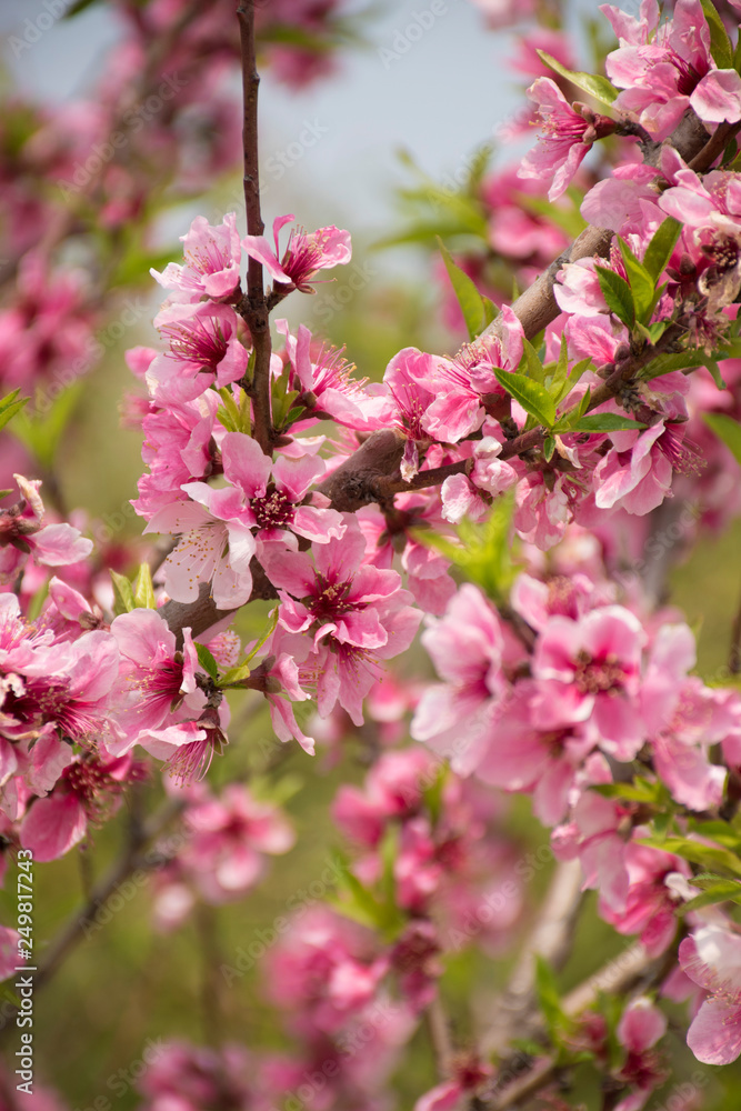 Fototapeta premium Prunus persica różowe kwiaty w ogrodzie
