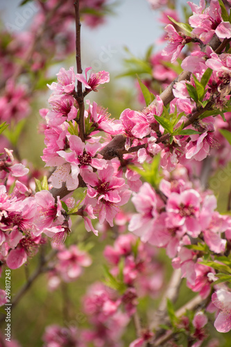 Prunus persica pink flowers in garden