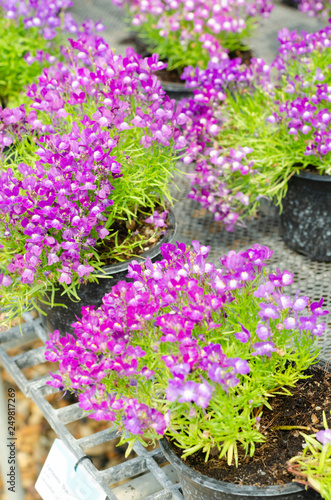 purple nemesia fruticans flower in flower pot at garden