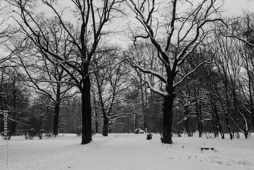 Obraz premium Winter landscape with a road through the park