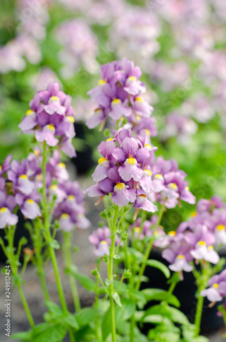 beautiful nemesia fruticans flower in flower pot at garden