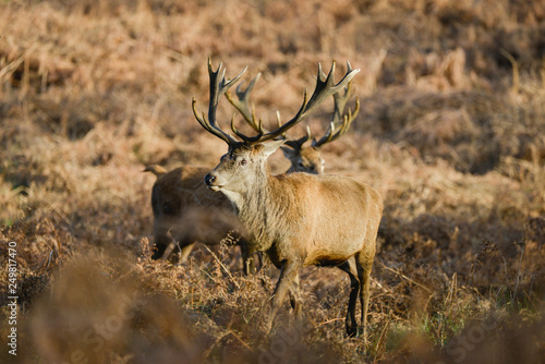 Beautiful red deer stag Cervus Elaphus with majestic antelrs in Autumn Fall froest landscape photo