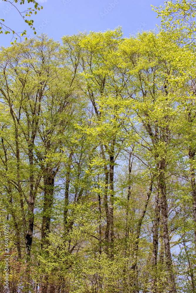 Fototapeta premium 南会津