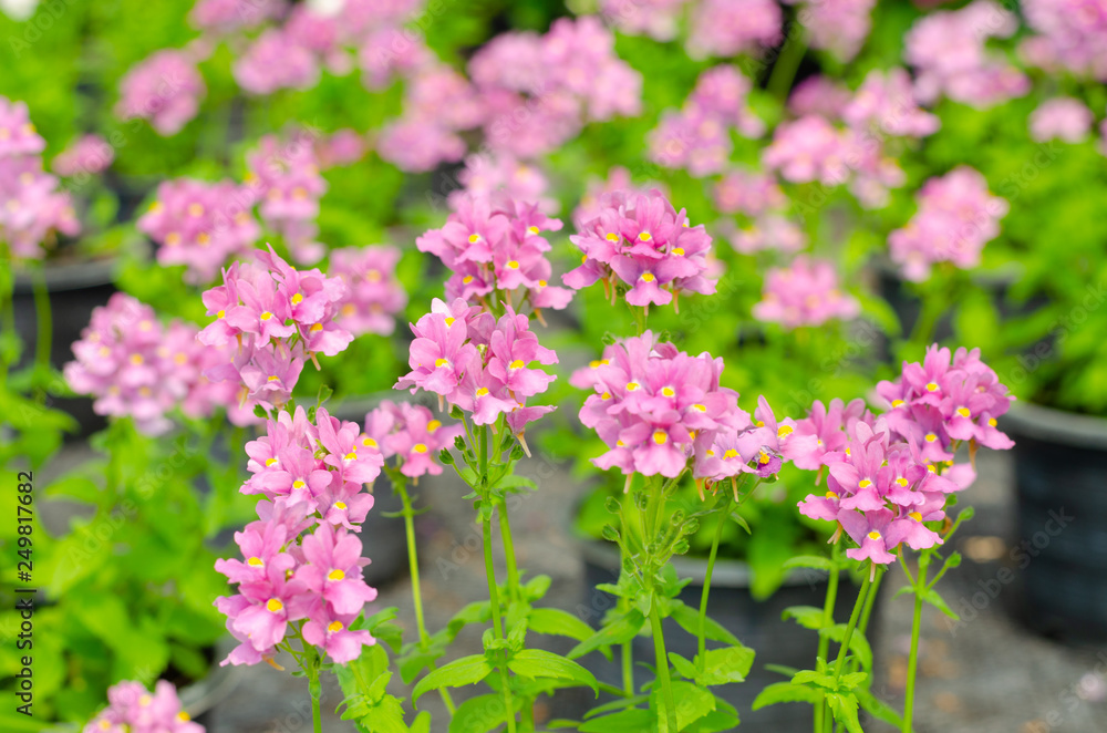 Obraz premium beautiful nemesia fruticans flower in flower pot at garden