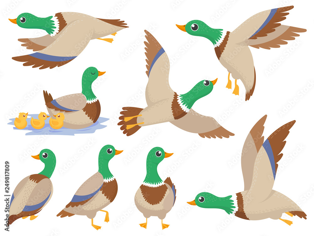 Wild ducks. Mallard duck, cute flying goose and green headed swimming canard isolated cartoon vector illustration set Wild ducks. Mallard duck, cute flying goose and green headed swimming canard isolated cartoon vector illustration set