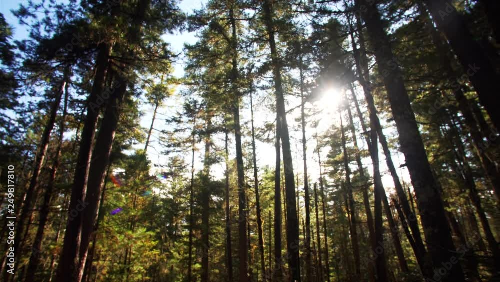 Slider shot: beautiful view of autumn forest and sun beams seen through the tall trees. Sikhote-Alin Nature biosphere Reserve forest for endangered Siberian tiger founded in 1935. Russia Slider shot: beautiful view of autumn forest and sun beams seen through the tall trees. Sikhote-Alin Nature biosphere Reserve forest for endangered Siberian tiger founded in 1935. Russia