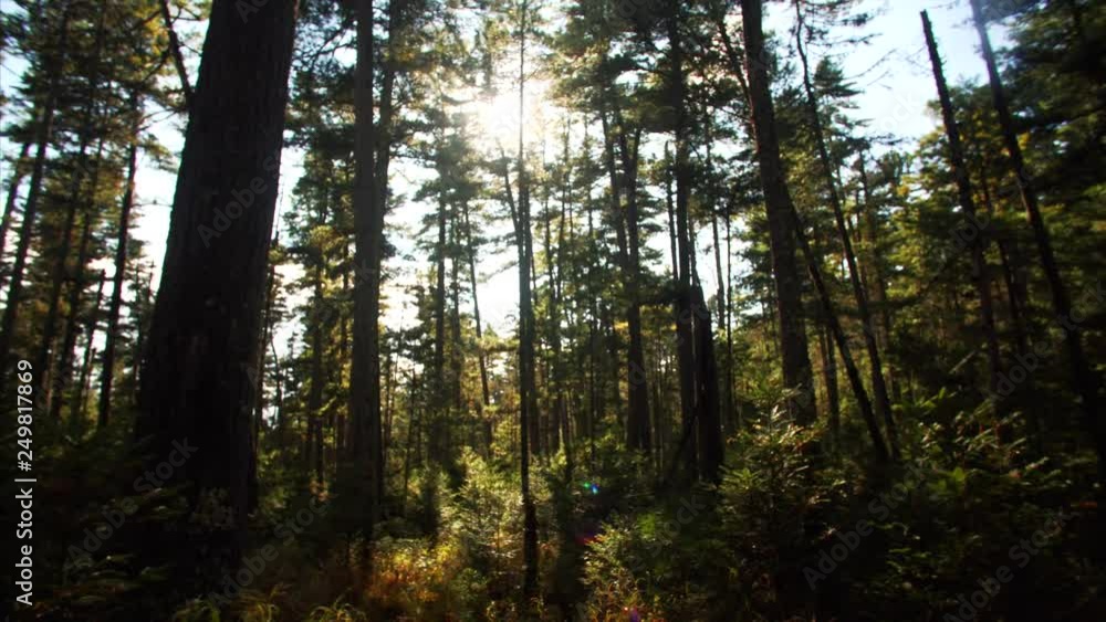 Slider shot: beautiful view of autumn forest and sun beams seen through the tall trees. Sikhote-Alin Nature biosphere Reserve forest for endangered Siberian tiger founded in 1935. Russia Slider shot: beautiful view of autumn forest and sun beams seen through the tall trees. Sikhote-Alin Nature biosphere Reserve forest for endangered Siberian tiger founded in 1935. Russia