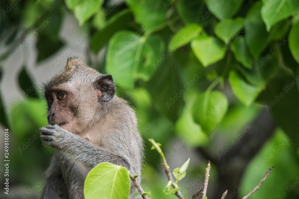 Obraz premium monkey eating in the tree of a jungle in thailand