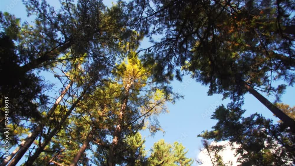 Trees' tops with bright blue sky on the background of Sikhote-Alin Nature biosphere Reserve for endangered Siberian tiger founded in 1935. Russia Trees' tops with bright blue sky on the background of Sikhote-Alin Nature biosphere Reserve for endangered Siberian tiger founded in 1935. Russia