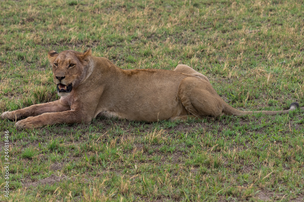 The Savuti Marsh Pride lions roam in the Chobe National Park Botswana. The Savuti Marsh Pride lions roam in the Chobe National Park Botswana.
