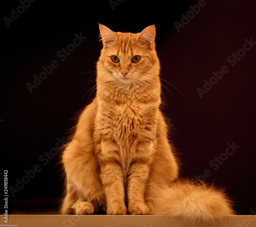 Foto Ginger Kitten