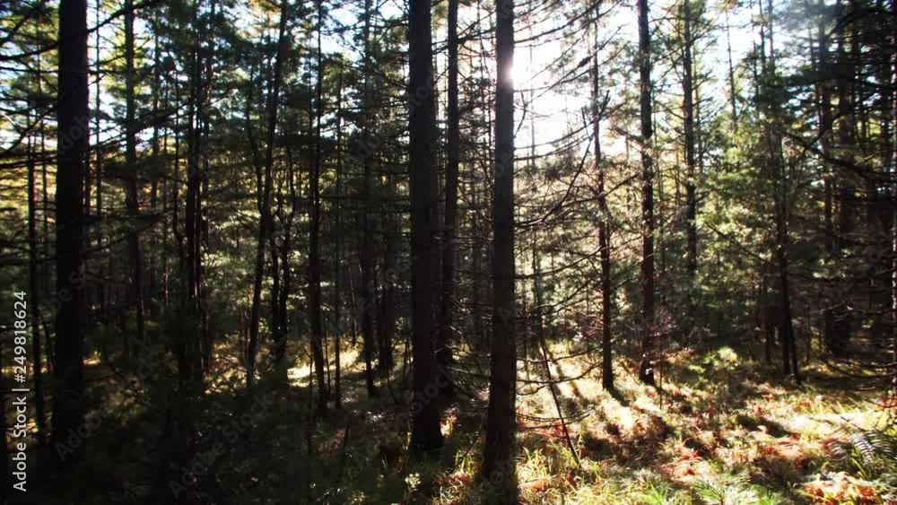 Slider shot: amazing view of autumn forest and bright sun beams seen through the tall trees. Sikhote-Alin Nature biosphere Reserve forest for endangered Siberian tiger founded in 1935. Russia Slider shot: amazing view of autumn forest and bright sun beams seen through the tall trees. Sikhote-Alin Nature biosphere Reserve forest for endangered Siberian tiger founded in 1935. Russia