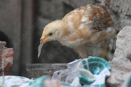 Little Chicks