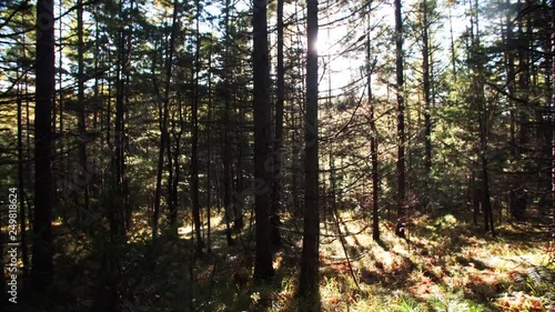 Wallpaper Mural Slider shot: amazing view of autumn forest and bright sun beams seen through the tall trees. Sikhote-Alin Nature biosphere Reserve forest for endangered Siberian tiger founded in 1935. Russia Torontodigital.ca