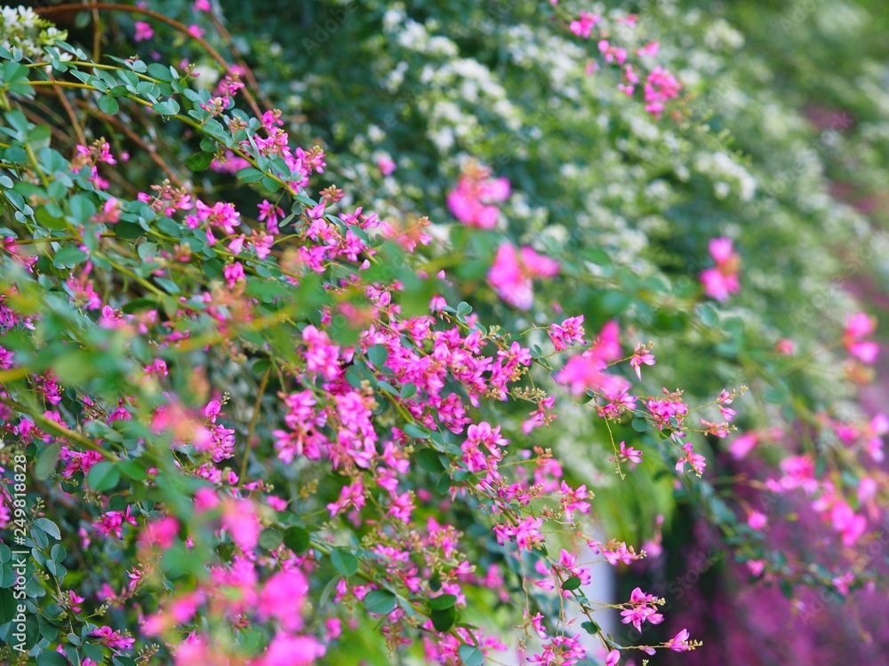 Bush clover or Japanese clover, called Hagi in Japanese Bush clover or Japanese clover, called Hagi in Japanese