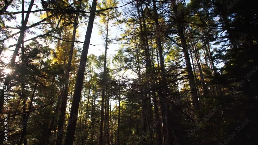 Sliding under the tall pines' crowns, bright blue autumn sky and warm sun. Sikhote-Alin Nature biosphere Reserve forest for endangered Siberian tiger founded in 1935. Russia Sliding under the tall pines' crowns, bright blue autumn sky and warm sun. Sikhote-Alin Nature biosphere Reserve forest for endangered Siberian tiger founded in 1935. Russia