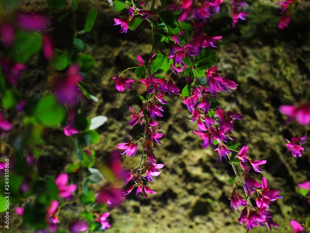 Obraz premium Bush clover or Japanese clover, called Hagi in Japanese