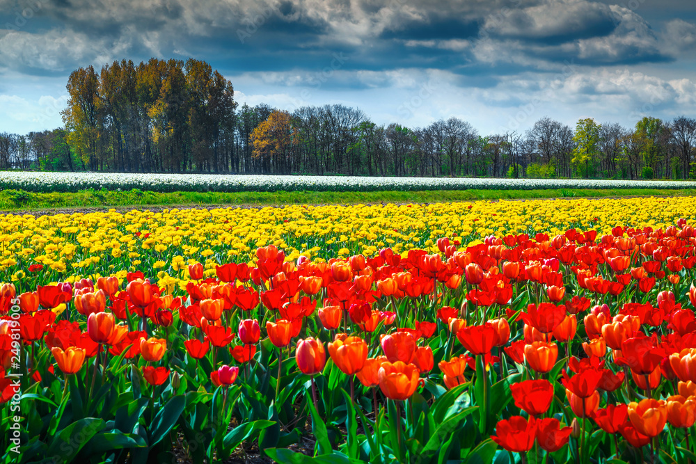 Beautiful spring landscape with colorful tulip field in Netherlands, Europe