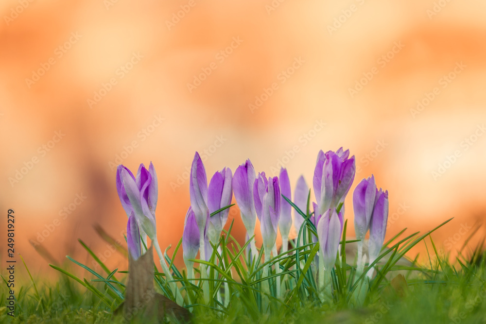 Blühender Pinker Krokus auf grüner Wiese im Frühling. Krokus und Grashalme. Frühlingsblumen. Blühender Pinker Krokus auf grüner Wiese im Frühling. Krokus und Grashalme. Frühlingsblumen.