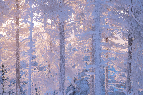 frost and snow covered trees in taiga aka boreal forest at winter in Finland photo