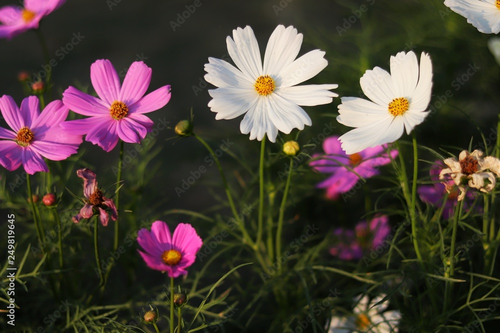 cosmos flower (cosmos bipinnatus) with dark background cosmos flower (cosmos bipinnatus) with dark background