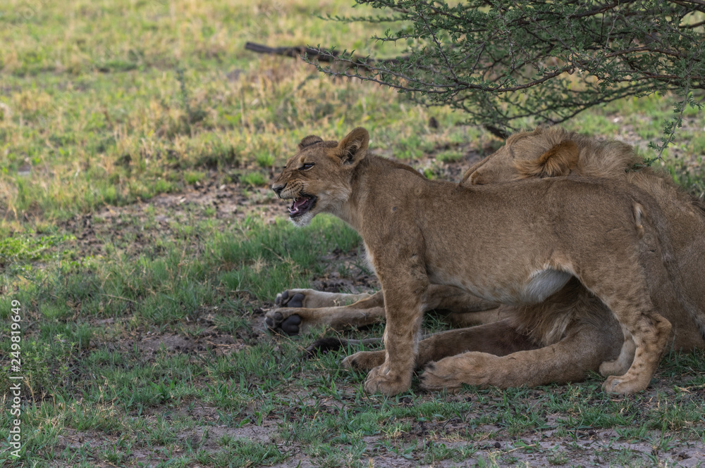 Naklejka premium The Savuti Marsh Pride lions roam in the Chobe National Park Botswana.