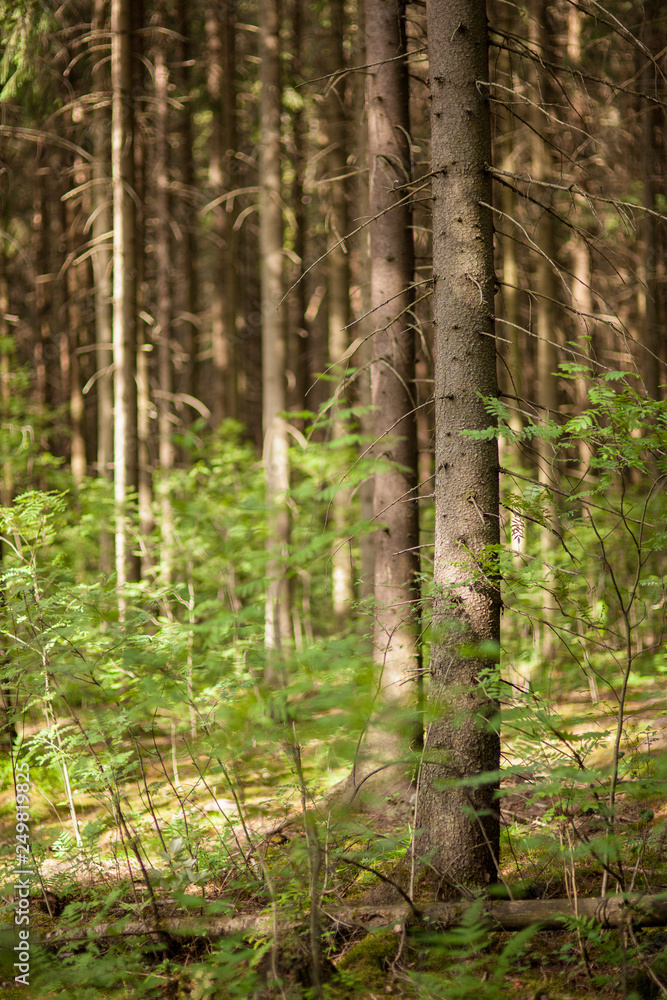 Fototapeta premium Coniferous forest at summer day