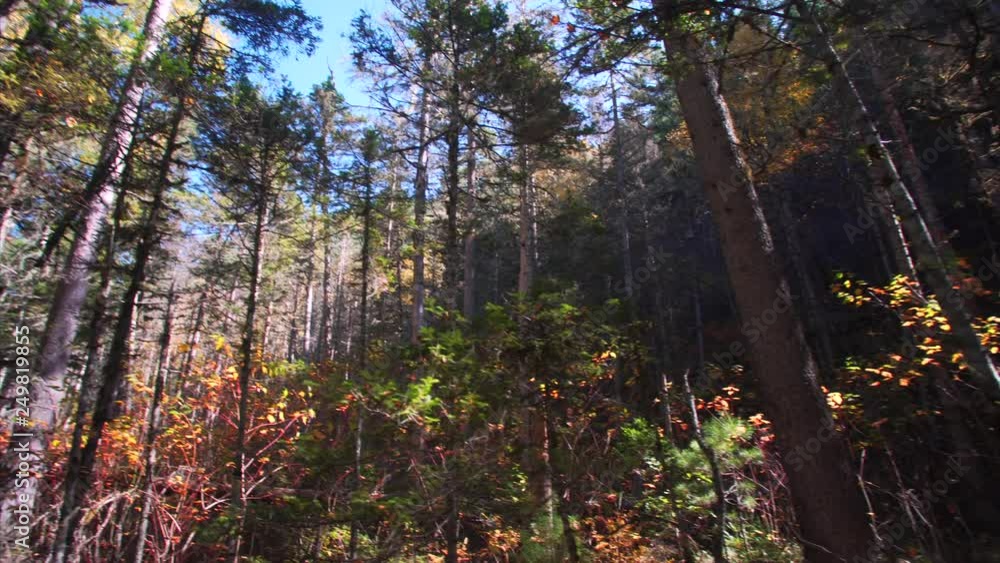 Picturesque view of trees tops and wild forest under bright autumn sun. Sikhote-Alin Nature biosphere Reserve forest for endangered Siberian tiger founded in 1935. Russia Picturesque view of trees tops and wild forest under bright autumn sun. Sikhote-Alin Nature biosphere Reserve forest for endangered Siberian tiger founded in 1935. Russia