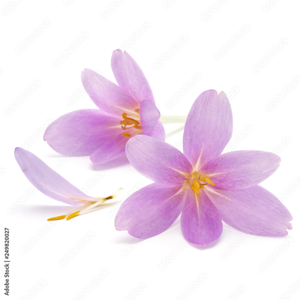 lilac crocus flowers isolated on white background lilac crocus flowers isolated on white background