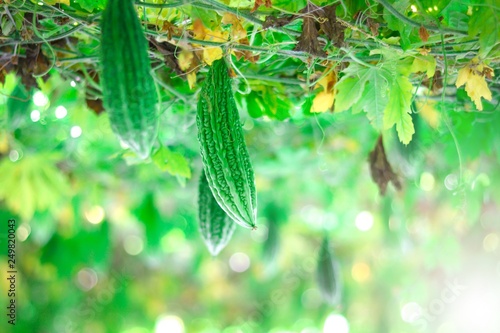 Bitter gourd hung on the vine in organic farm with a blurred background.