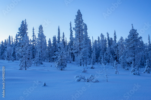 Snow covered spruce trees at morning blue hour